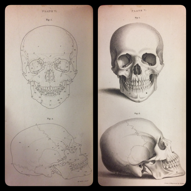 ‘This Plate exhibits a front and lateral view of the dried Skull of a Man, of a medium stature, aged thirty-one years […] the length of the line a, b, b, a on the Skull, was exactly four inches and three quarters.’